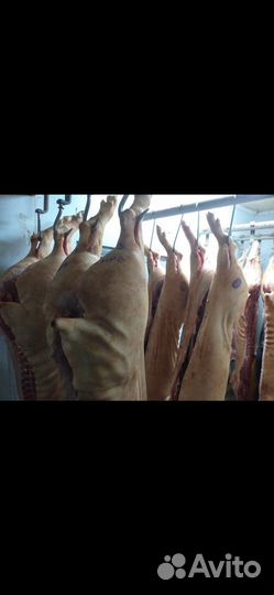 Мясо свинина оптом