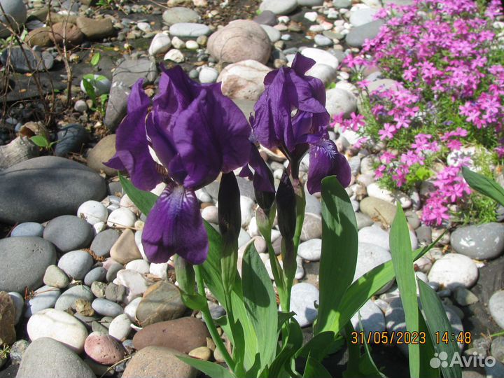 Многолетники для альпийской горки