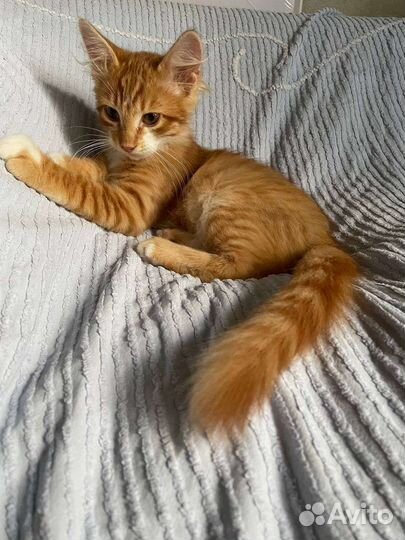 Сибирская кошка