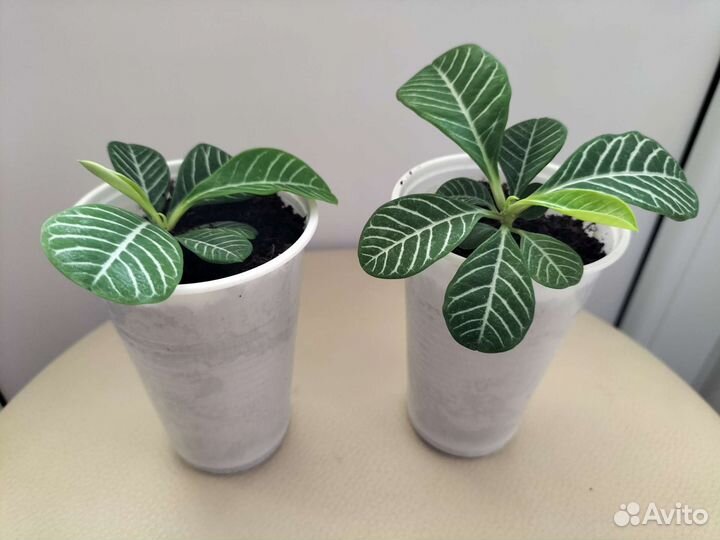 Молочай беложильчатый