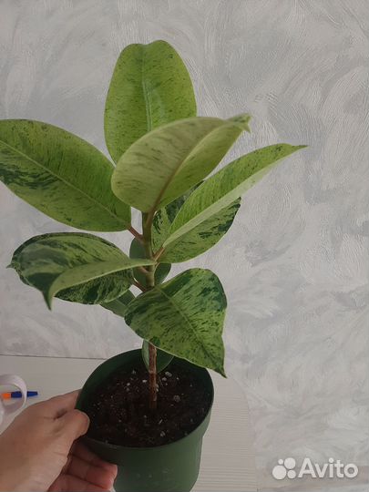 Фикус шривериана