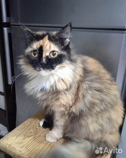 Кошке нужны хозяева