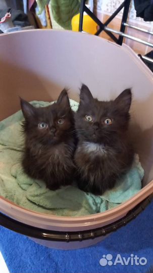 Три котенка