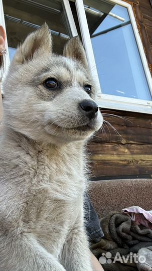 Отдам щенка