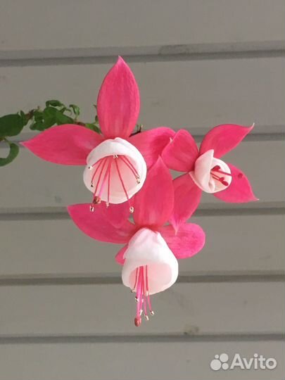 Фуксия Балерина,укорененные черенки