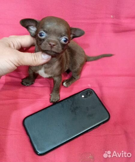 Чихуахуа мини Шоколадный Горошек