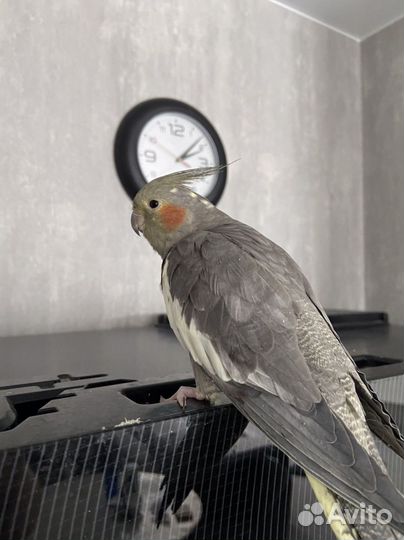 Ручная девочка корелла