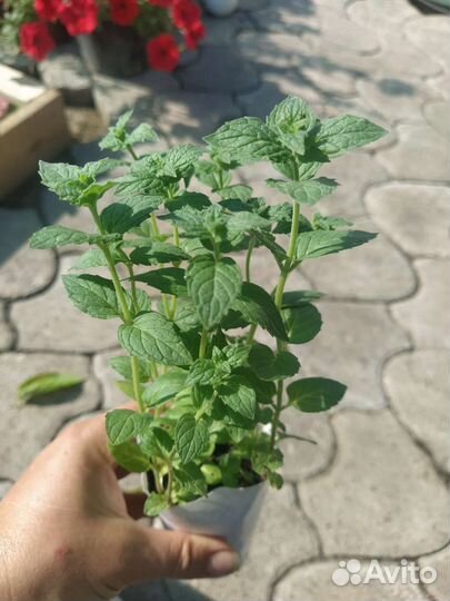 Мята, Мелисса