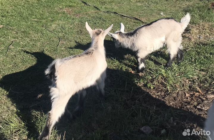 Альпийские козлята