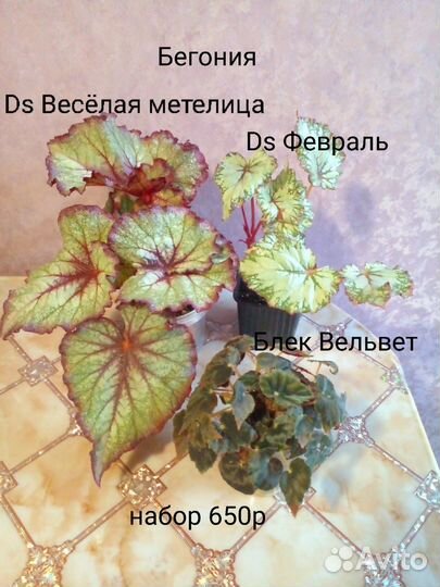 Бегония декоративно лиственная