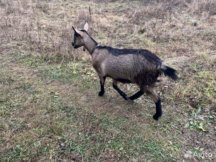 Нубийский козел 04.22 г и козочка 04. 2023 г