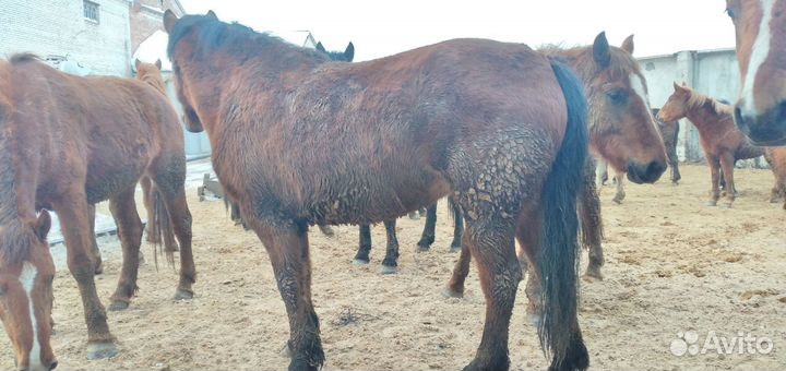 Лошади тяжеловозы кобылы,жеребята