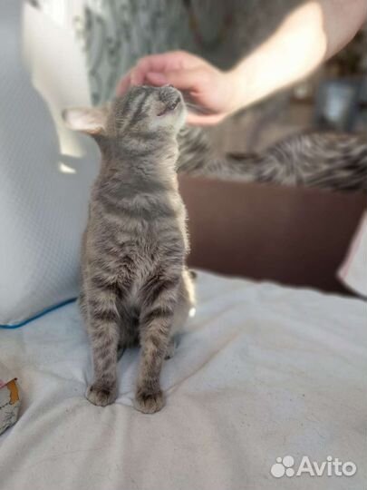 Кошки бесплатно