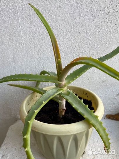 Алоэ древовидное (Aloe arborescens)
