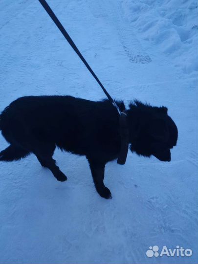 Пушистик потеряшка