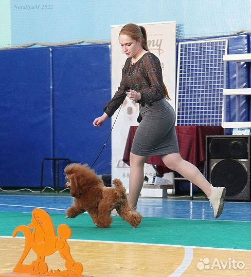 Услуги кинолога