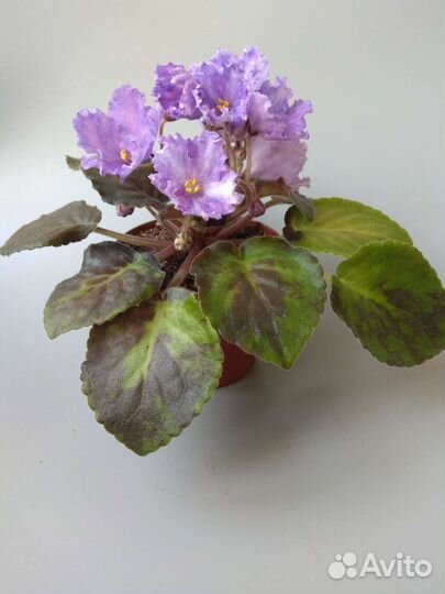 Сортовые фиалки