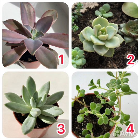 Суккуленты