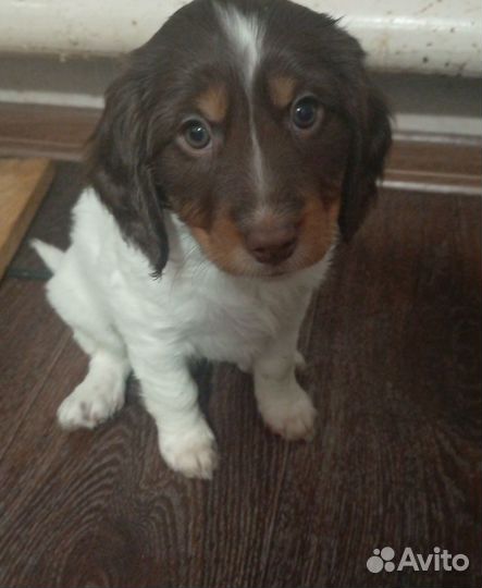 Щенки только в хорошие руки