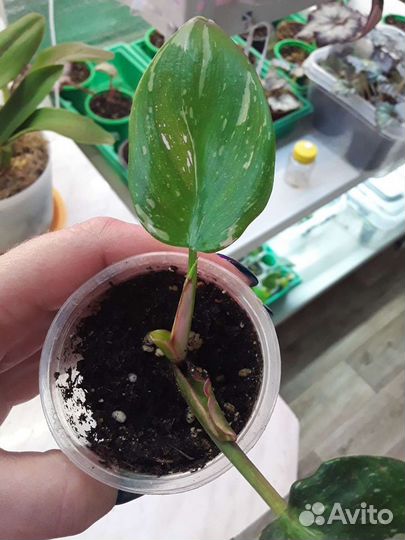 Филодендроны