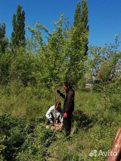 Саженцы вяз ясень