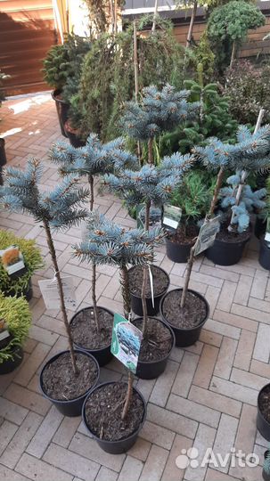 На штамбе огромный выбор хвойных