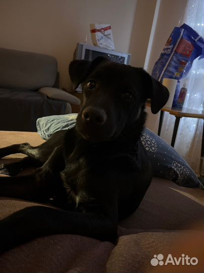 Метис лабрадора