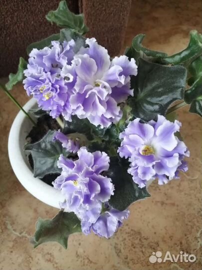 Фиалки (листики на срез)