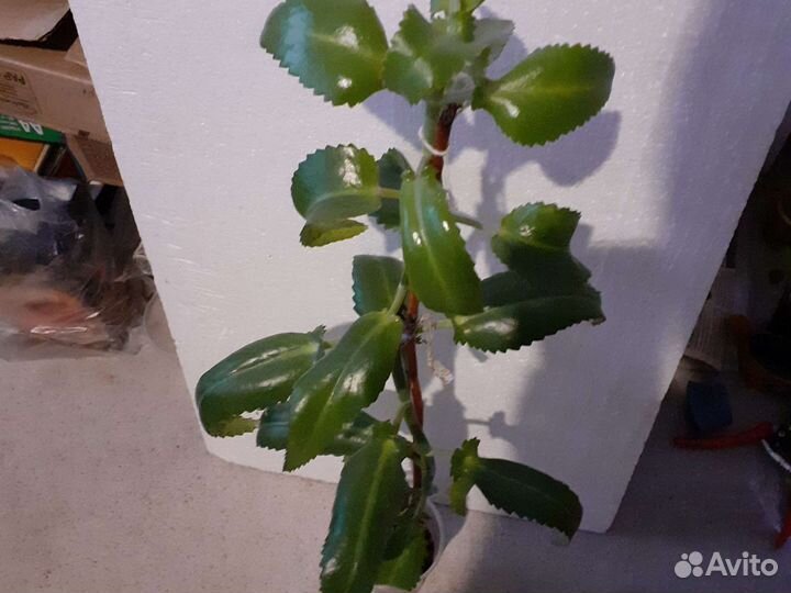 Каланхоэ лечебный 1-3 летние растения