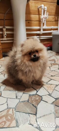 Щенки шпица