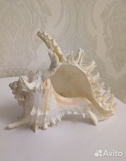 Большая морская раковина