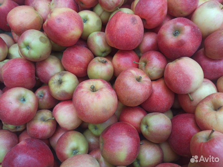 Яблоки Гала 2 сорт опт