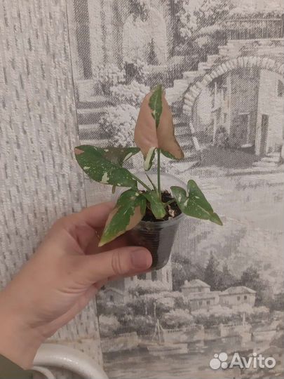 Сингониум ред спот триколор