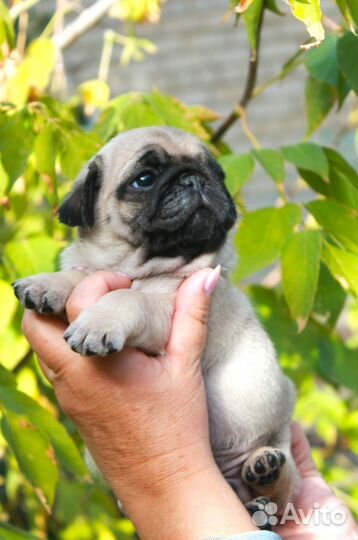 Бежевые и черные мопсики из питомника РКФ