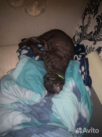 Кот британский