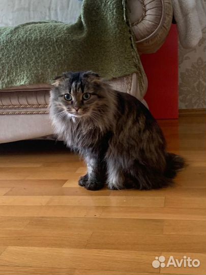 Вислоухая кошка в добрые руки