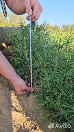 Саженцы сосны и ели окс от производителя