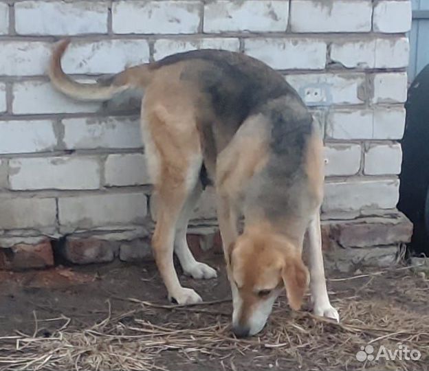 Щенки русской гончей