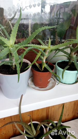 Цветы алоэ вера столетник все виды