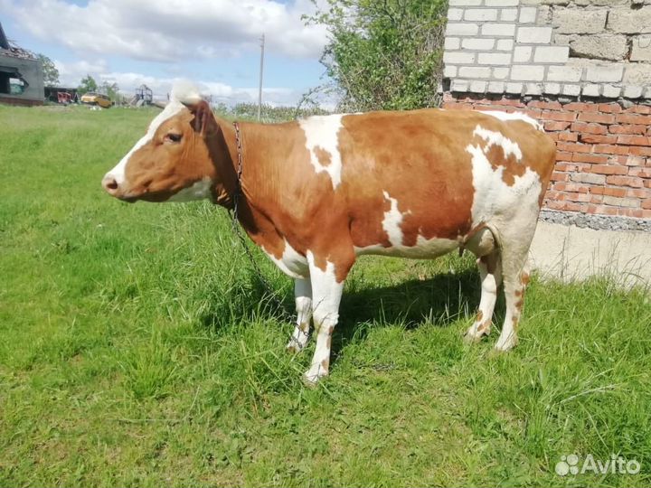 Коровы и телки