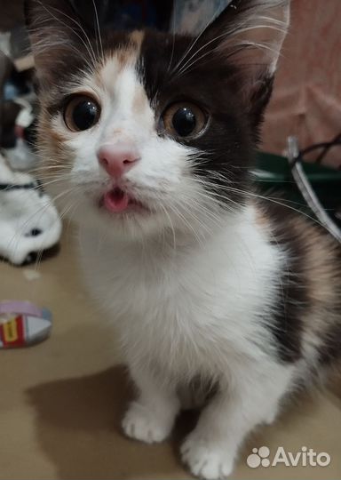 Котенок в добрые руки