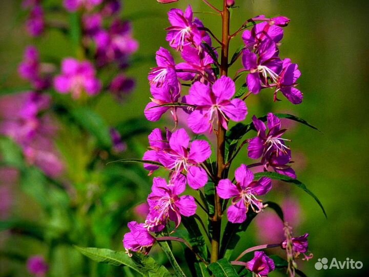 Иван чай 1кг 2О23 традиционный, как надо