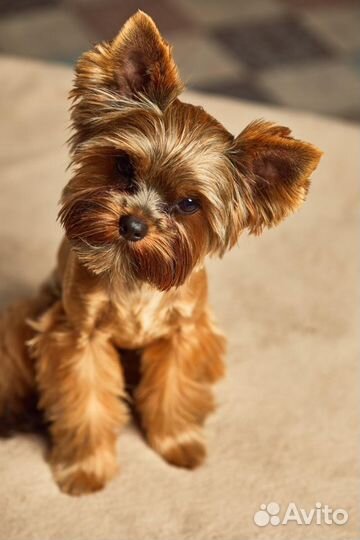 Йоркширский терьер