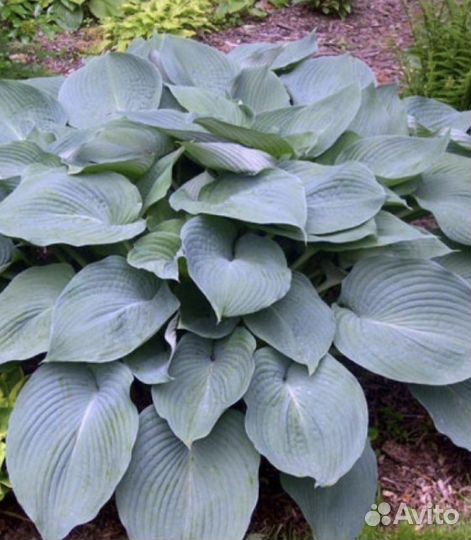 Хоста Blue Angel