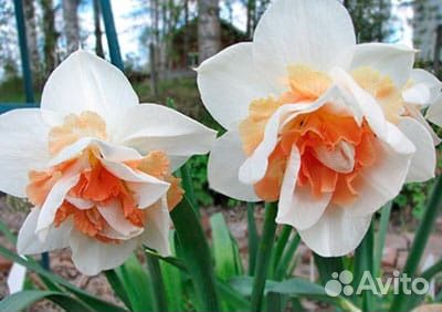 Луковицы нарциссов