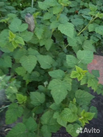 Ежемалина тайбери