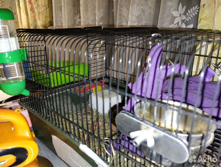 Грызуны бесплатно с клеткой в добрые руки