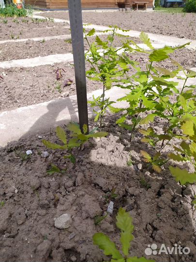 Саженцы клена Роял Рэд, север дуба (3года), желуди