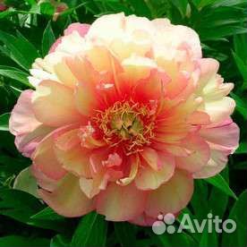 Ито-пион * Джулия Роуз*