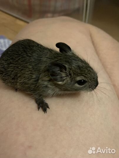 Дегу малыши 1 месяц и неделя